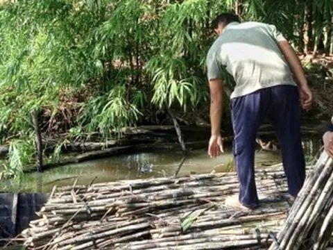 Nông dân Hậu Giang phấn khởi khi giá mía bán chục cao kỷ lục