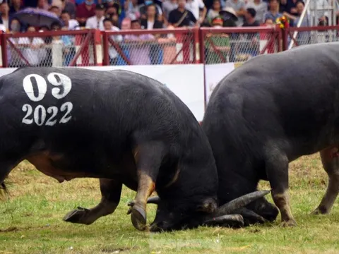 Hàng vạn khán giả xem chọi trâu Đồ Sơn sau 2 năm tạm hoãn vì Covid-19