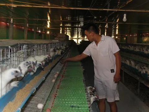 Gà ngủ máy lạnh, nghe nhạc đẻ trứng thu chục triệu mỗi ngày