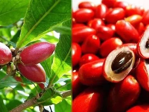Quả thần kỳ - trái cây lạ khiến mọi thức ăn đều có vị ngọt, cần đặc biệt lưu ý khi ăn