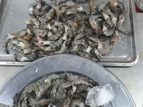 Đà Nẵng: Mua tôm tươi, tá hỏa phát hiện chất bột trắng chưa xác định