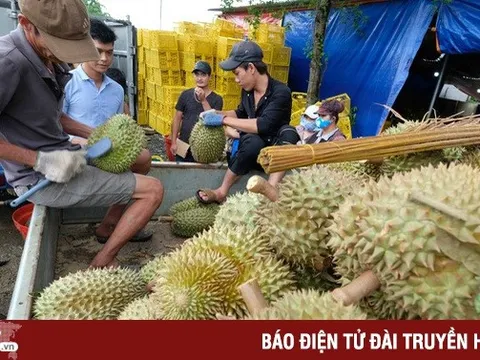 3.000 ha sầu riêng được xuất khẩu sang Trung Quốc