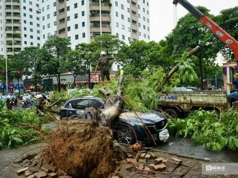 Hà Nội: Cây xanh bật gốc hàng loạt, đè bẹp ô tô sau mưa lớn