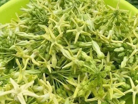 Hoa thiên lý: Bài thuốc quý từ dân gian, không phải ai cũng biết