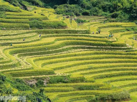 Ruộng bậc thang Y Tý vào mùa vàng: Thiên đường là đây!