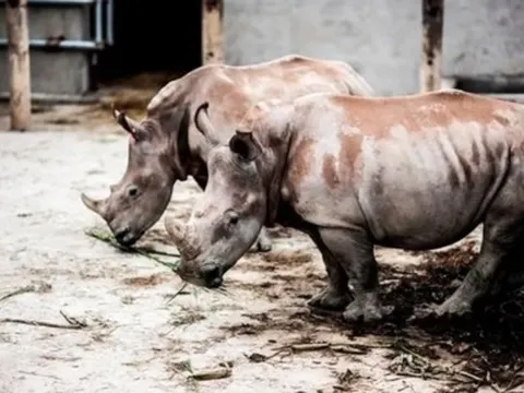 Nghệ An: Điều tra nguyên nhân 6 con tê giác chết tại khu sinh thái