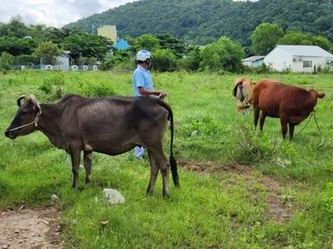 Lập chuyên án bắt đối tượng gây hàng loạt vụ trộm trâu, bò vùng biên