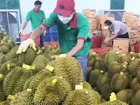 Động thái 'lạ' của các nước khi sầu riêng Việt xuất khẩu sang Trung Quốc