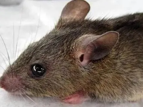 Virus lây từ chuột, gây sốt xuất huyết lạ và điếc 1/4 bệnh nhân đang lan đáng ngại