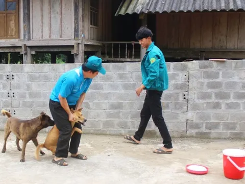 Đã có 40 người tử vong, Bộ Y tế cảnh báo nguy cơ bùng phát bệnh dại