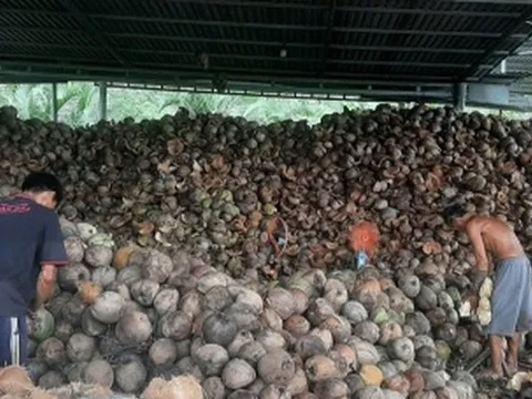 Trái dừa rớt giá thê thảm do mưa bão kéo dài