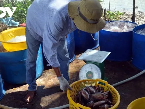 Giá cá bổi Cà Mau tăng mạnh