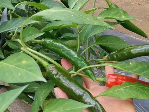 Bất ngờ khi Việt Nam nhập ớt Trung Quốc, tồn dư hóa chất diệt côn trùng