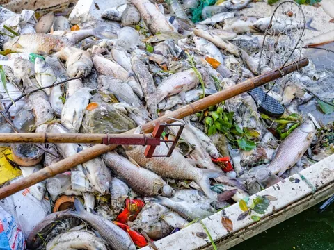 Hà Nội: Công nhân khẩn trương vớt cá chết nổi trên mặt hồ Tây