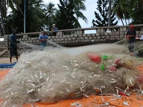 Ngư dân Vũng Tàu phấn khởi "rủ lưới nhặt cá" sau vài giờ ra biển