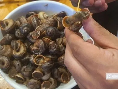 Về “thánh địa” ốc núi đặc sản Tây Nguyên