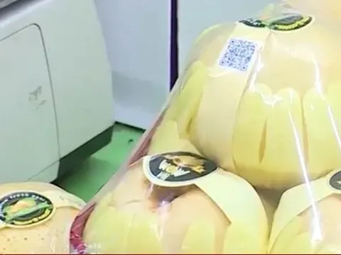 Vạch trần thủ đoạn gian dối xuất xứ lê Hàn Quốc