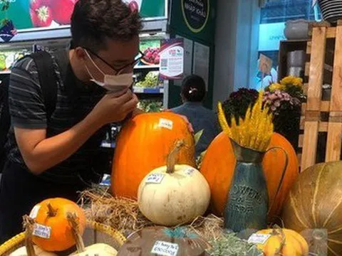 Bí ngô tiền triệu chưa đến Halloween đã 'cháy' hàng