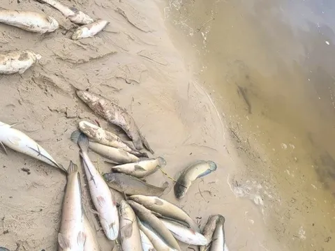 Sét đánh khiến hành tấn cá lóc trong hồ của người dân chết trắng