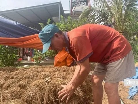 Người nông dân gom rơm khô "hồi sinh" vùng đất khó