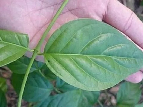 Uống nước có lẫn lá cây độc, bảy người đàn ông nhập viện nguy kịch