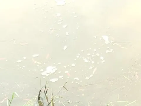 Quảng Bình bất ngờ xuất hiện thứ "đặc sản" dày đặc trên cánh đồng