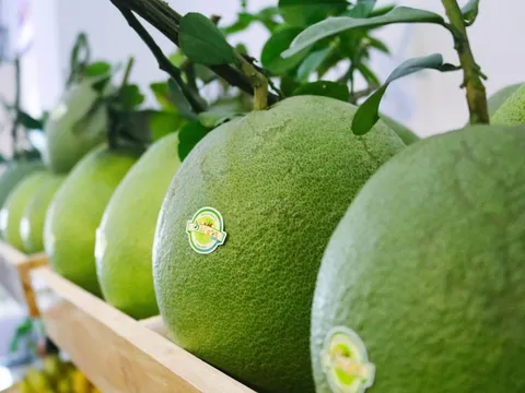 Thực hiện các đề tài nghiên cứu đối với bưởi da xanh Bến Tre