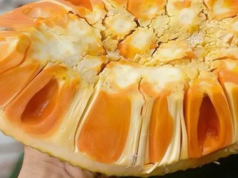 Đến 330.000 đồng/kg mít ruột đỏ đã lật múi nhưng vẫn không có hàng bán