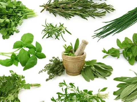 Những loại rau thơm có tác dụng chữa bệnh cực tốt