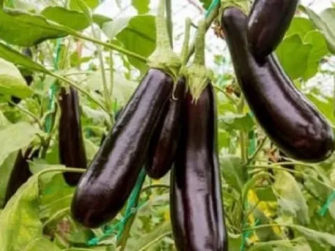 Những ai không nên ăn cà tím?