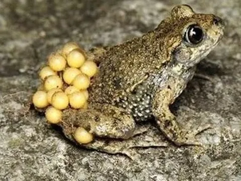 Vụ 3 bố con ở Nghệ An ngộ độc do ăn trứng cóc: Hai bệnh nhân đã ổn định