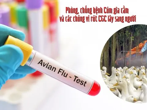 Bé gái 4 tuổi nhiễm cúm gia cầm ở Phú Thọ đang nguy kịch