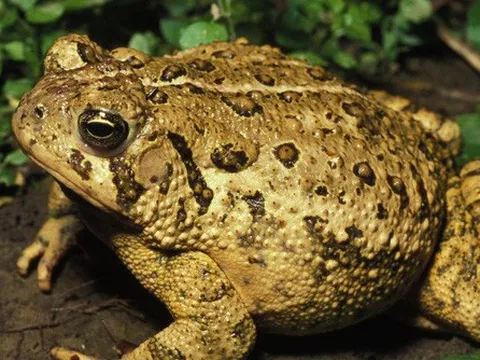 Vì sao ăn cóc có thể gây ngộ độc?