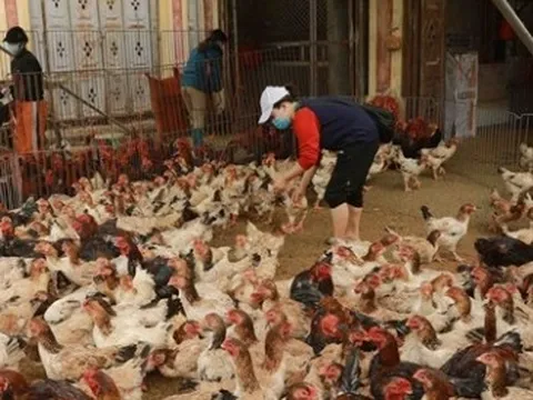 Tin mới nhất về bệnh nhi nhiễm cúm gia cầm A/H5 ở Phú Thọ