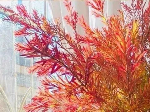 Chị em mê mẩn tìm mua chiếc lá giống như 'mùa thu Hàn Quốc'