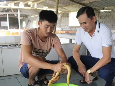 Chàng trai 9x thu trăm triệu mỗi năm nhờ nuôi lươn không bùn, cho lươn nghe nhạc