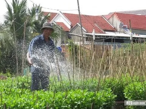 Khánh Hòa: Mưa nhiều, chi phí tăng người trồng hoa cúc Tết lo lắng