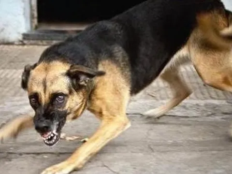 Cà Mau ghi nhận 5 trường hợp tử vong do bệnh dại gây ra