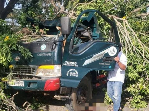 Bình Thuận: Bỗng dưng cây xanh bật gốc đè chết tài xế đang đi trên đường