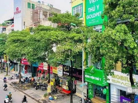 Hà Nội: Ngắm hàng cây hoa sữa bị đề xuất di dời