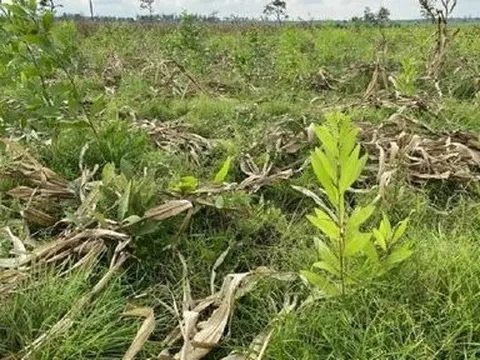 Đề nghị điều tra doanh nghiệp để suy giảm hơn hơn 326ha rừng tự nhiên