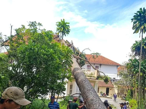 Đà Lạt: Gió lốc làm thông cổ thụ bật gốc đè lên mái biệt thự và xe ô tô