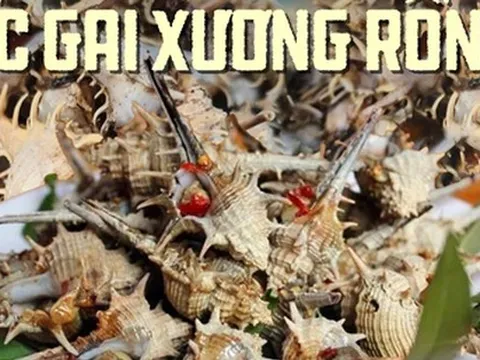 Loại ốc nổi tiếng của Phú Quốc có giá 270.000 đồng/kg