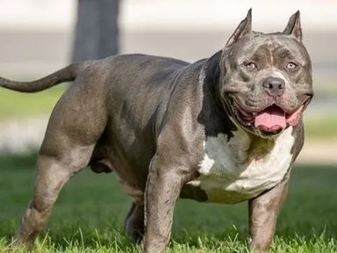 Người đàn ông tử vong do bị đàn chó cưng của con trai tấn công