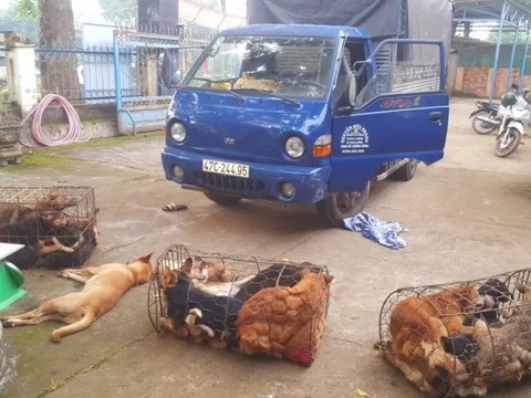 Phát hiện hai đối tượng dùng xe tải chở 370kg chó do trộm cắp mà có