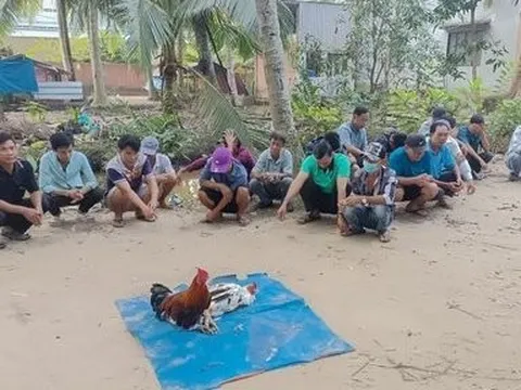 Vĩnh Long: Triệt xóa nhiều điểm đá gà ăn tiền, bắt giữ 29 đối tượng