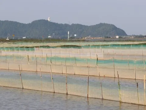 Người dân chăng lưới ở ruộng, sẵn sàng chờ vớt "lộc đùn lên từ đất"