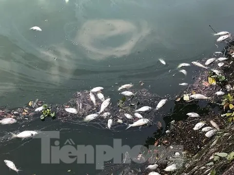 Bất ngờ nguyên nhân cá chết nổi khắp Hồ Tây