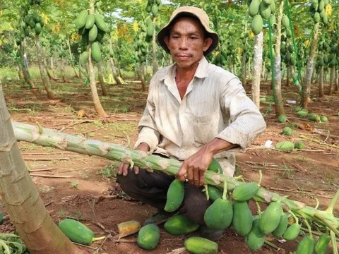 Bà Rịa-Vũng Tàu: Điều tra vụ vườn đu đủ bị kẻ xấu chặt phá gần 700 cây