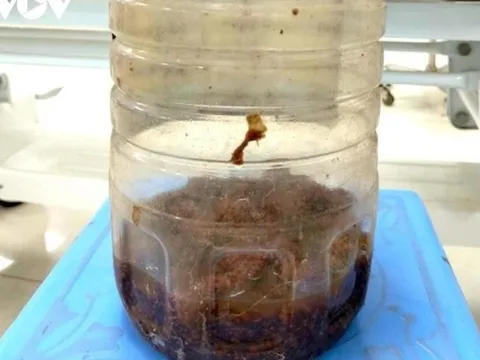 2 người đàn ông mê sảng sau khi uống rượu ngâm cà có gai